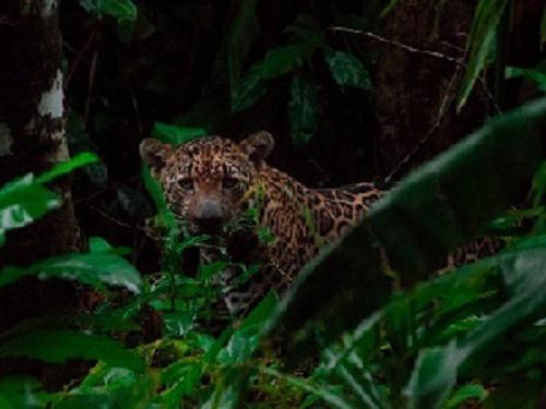 Jaguar wild shot. © Ian Thomson.