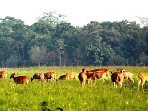 Herd of swamp deer.