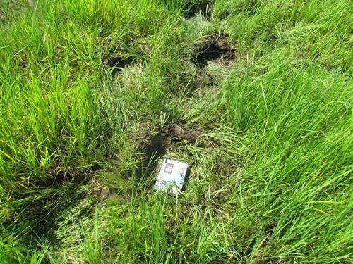 A paddy field raided by an elephant.