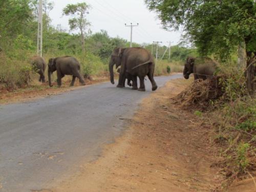 Inside the Dahaiyagala corridor.