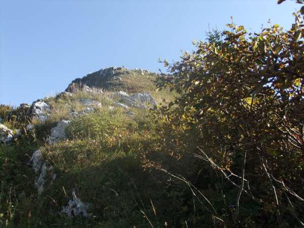 Betula megrelica at top of north face with summit of Mt Migaria above.