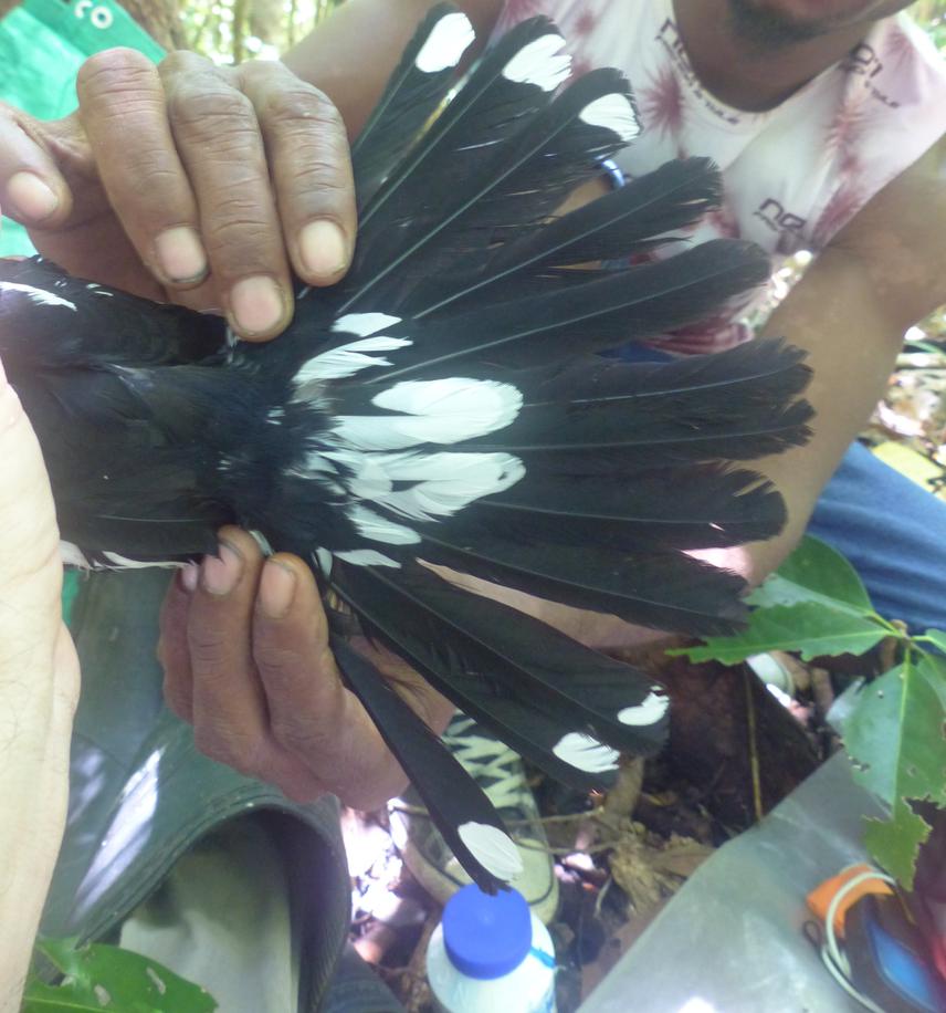 Pole Adrian helping document Tagula Butcherbird tail plumage.