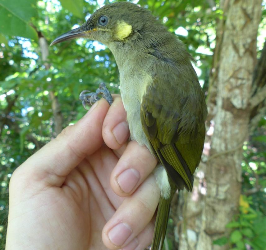 Tagula Honeyeater.