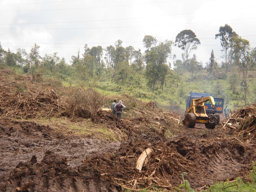 Plantation timber harvet in the project area.