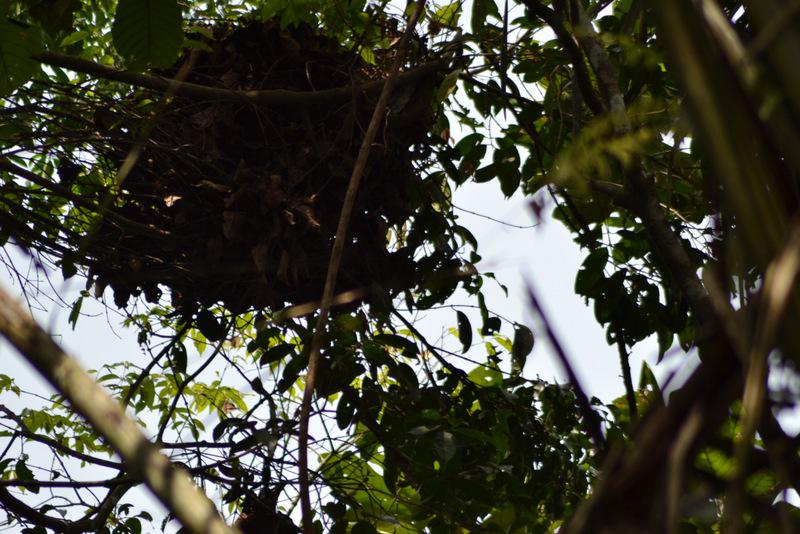 Chimp nest.