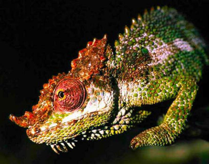 Mt Nyiro Bearded Chameleon - Kinyongia asheorum.