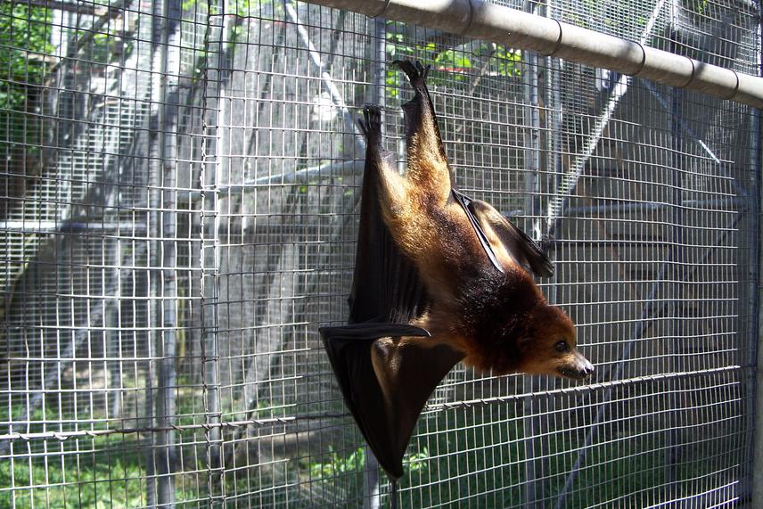 Captive P. niger. ©V. Tatayah, MWF.