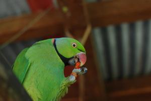 Eating a pellet.
