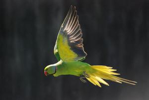 In flight with crop full of pellets.