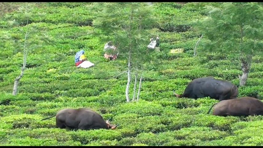 Gaur and tea pickers.