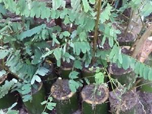Cassia cuttings.