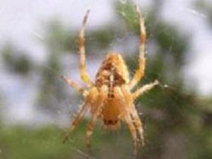 Araneus.