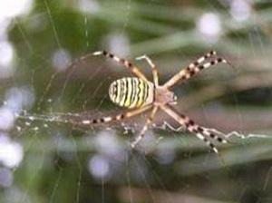 Argiope.