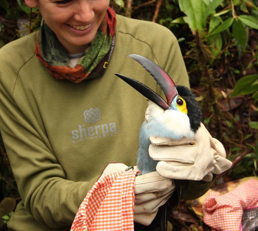 Natalia Ocampo-Peñuela holding a Toucan.