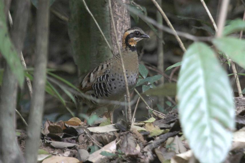 Orange-necked Hill Partridge. © Nguyen Tran Vy.