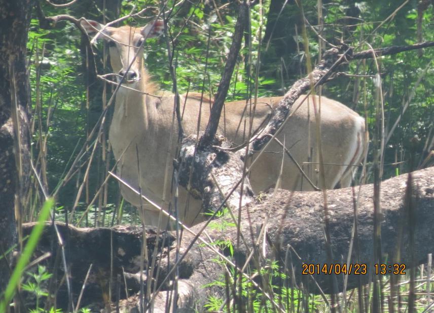 Female Blue bull captured during observation.