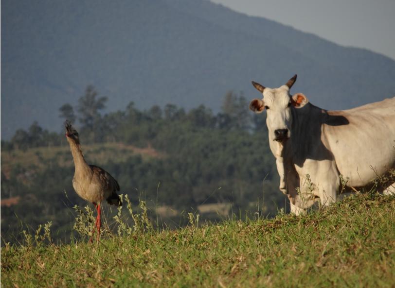 Cariama cristata with the cattle in the pasture.
