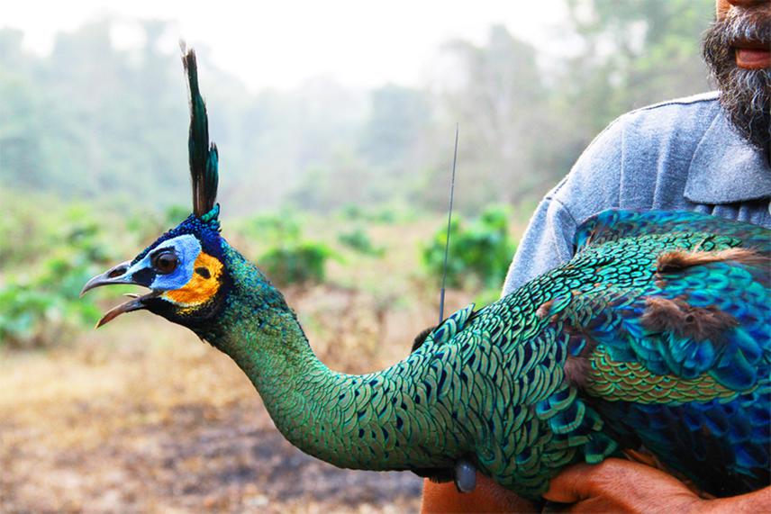 Male green peafowl was caught and fitted with 15g radio-collar.