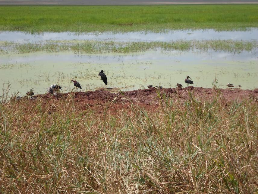 Swamp.