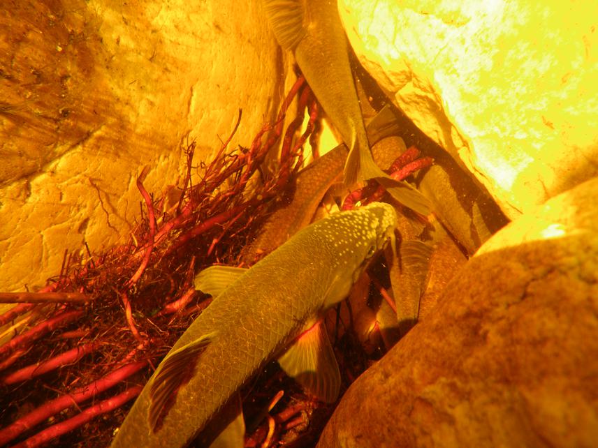 Mature Giant redfin male in the upper Riviersonderend.