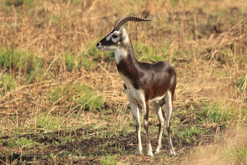 White eared kob (male).