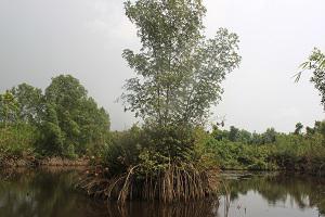 Mangrove vegetation (Rhizophora sp.), southeast Côte d'Ivoire.