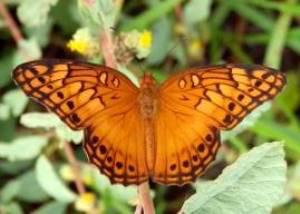 Variegated Fritillary.