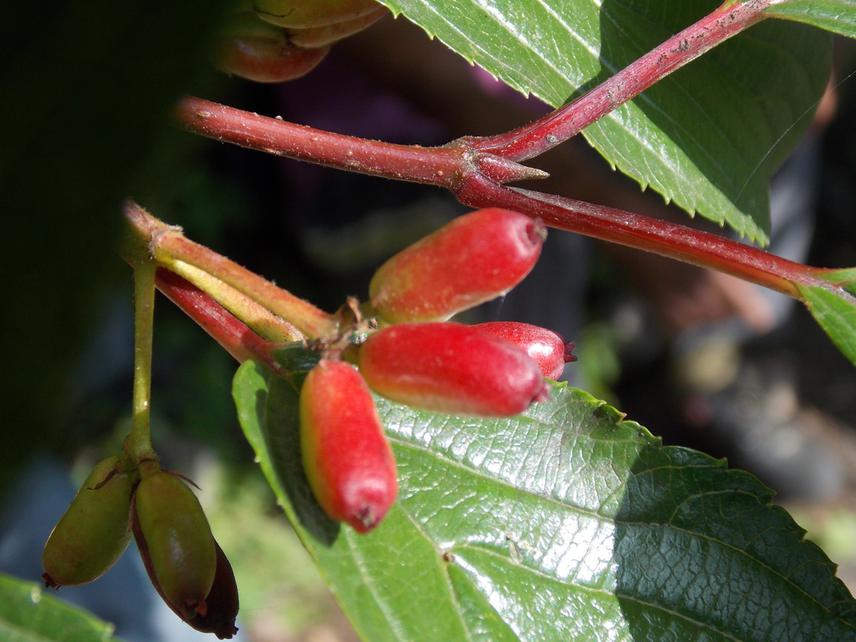 Syzygium cumini still raw on trees.