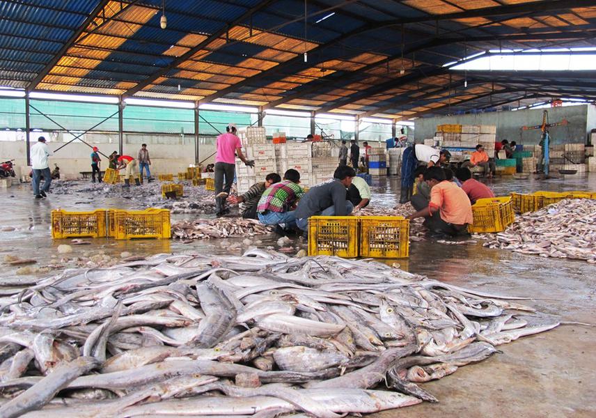 Ribbonfish caught using trawl nets.