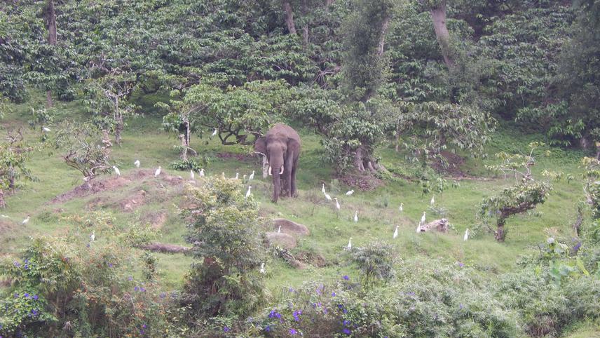 Elephant in Coffee Estate.