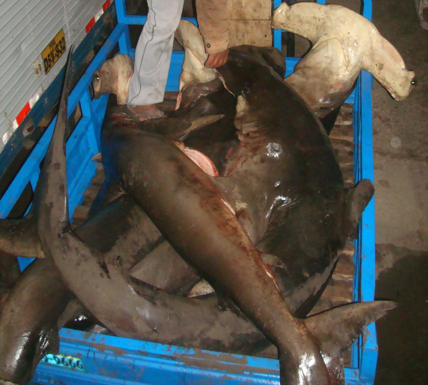 Adult female hammerheads.