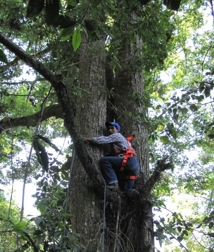 Martin collecting seeds from Ulmus.