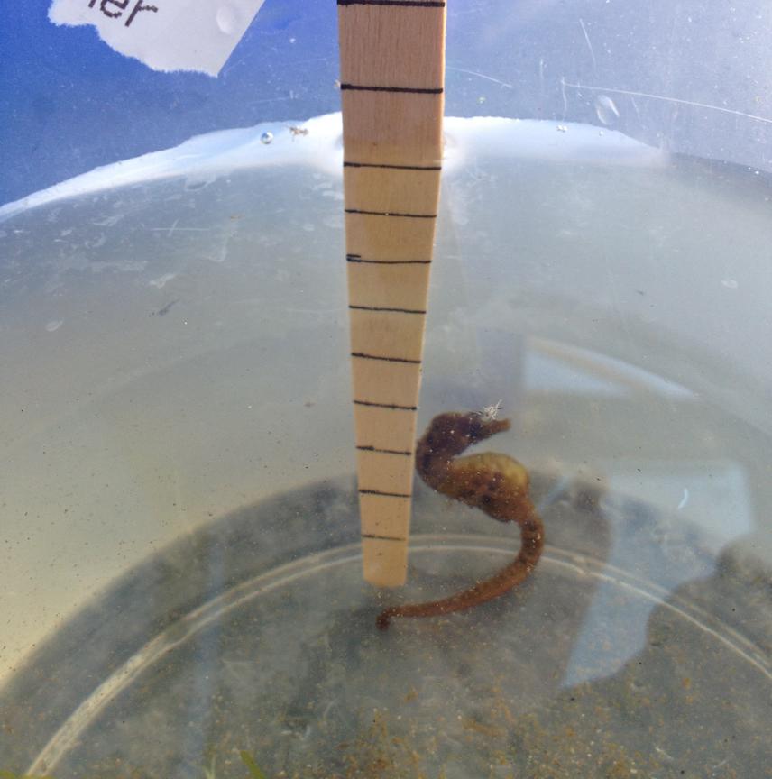 Small seahorse.