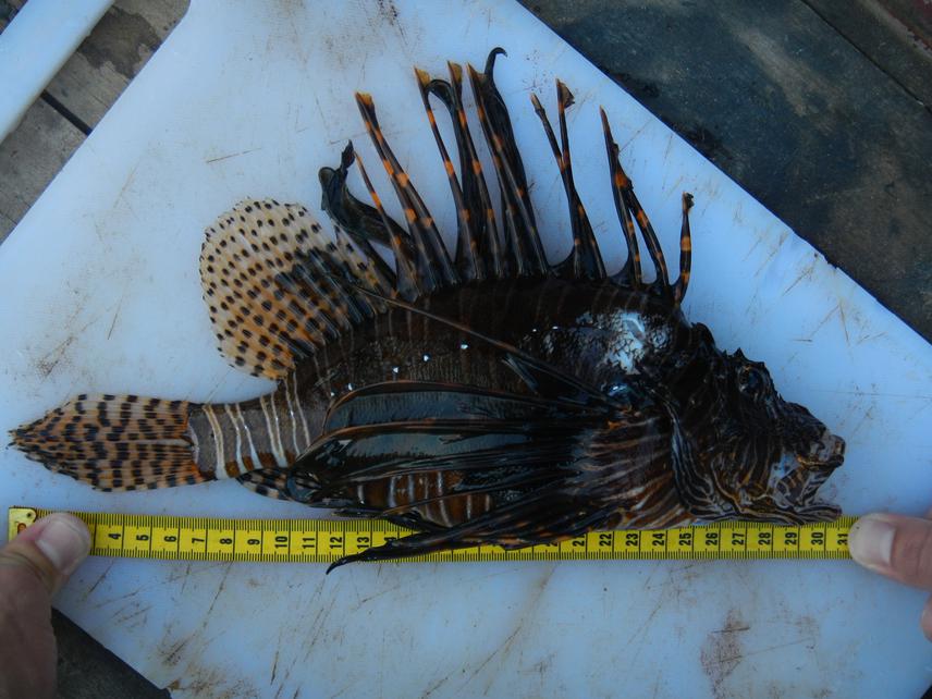 14517-1Lionfish culling.JPG