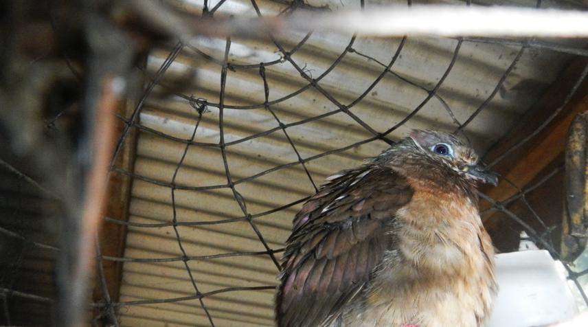 Species of collared-dove in cage for trade.