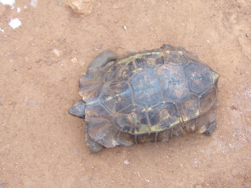 Kinixys homeana from survey.