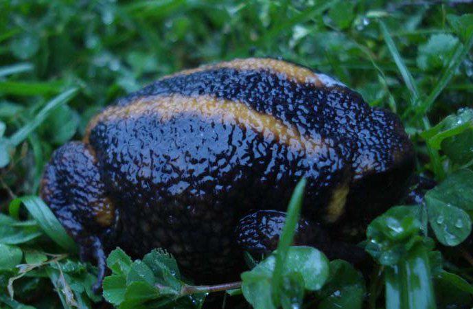 Ethiopian short head frog.