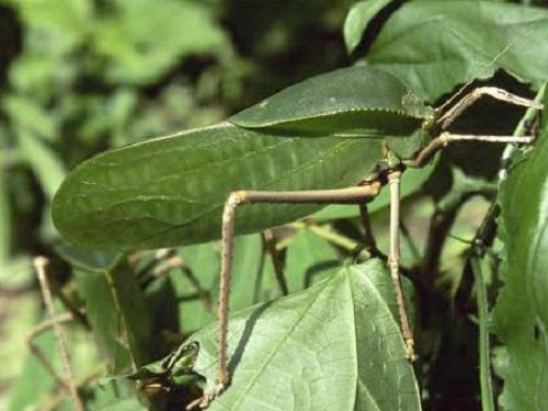 The world’s largest Grasshopper (Siliquofera granddis).