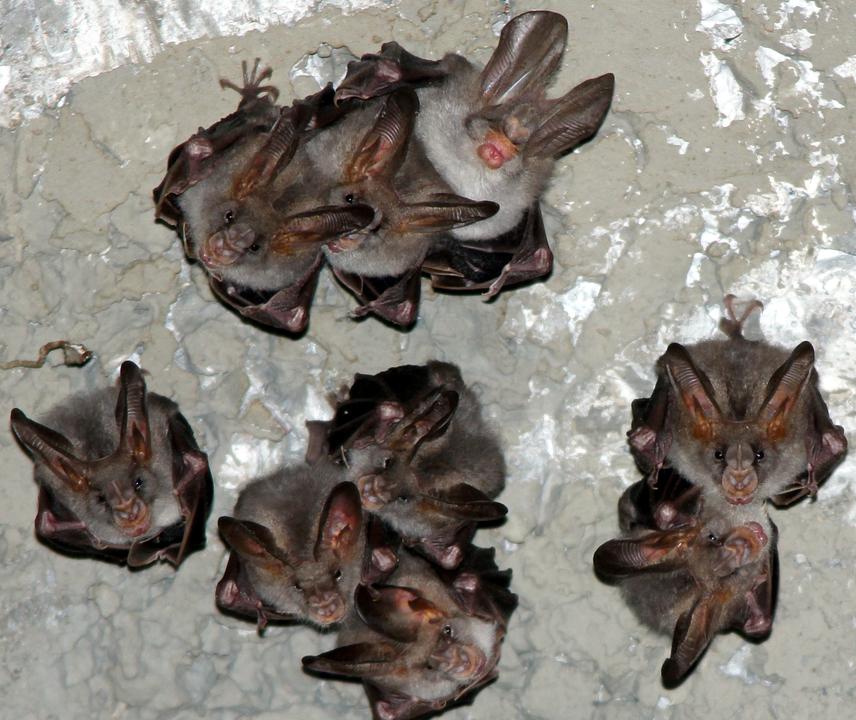 Megaderma spasma, Ratanmahal Wildlife Sanctuary.
