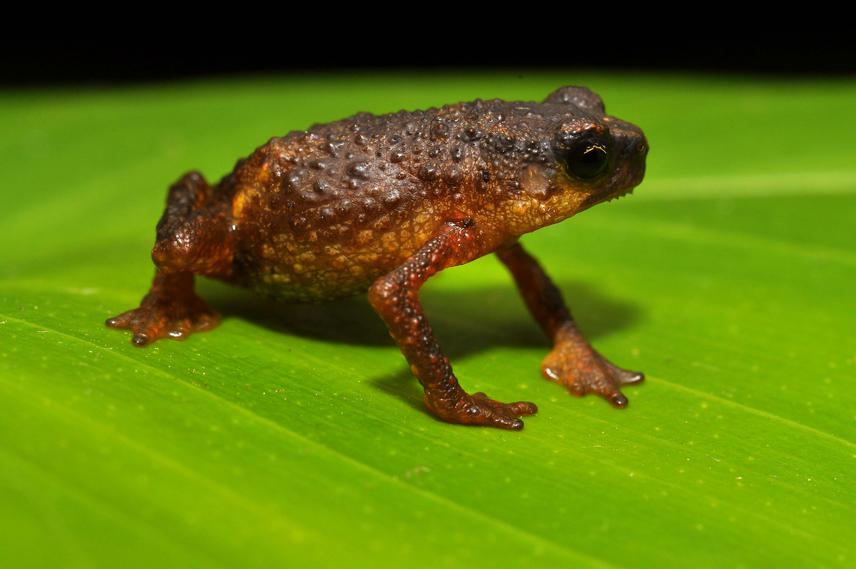 The Critically Endangered Pelophryne linanitensis.