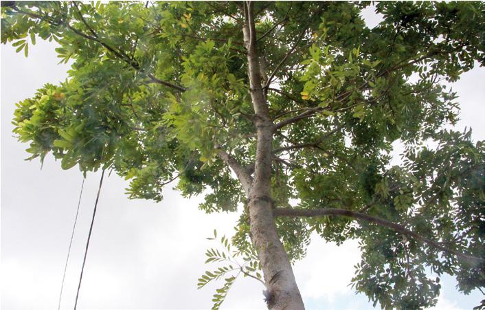 Khaya senegalensis tree in urban area in Benin. © J. D. T. Akpona.