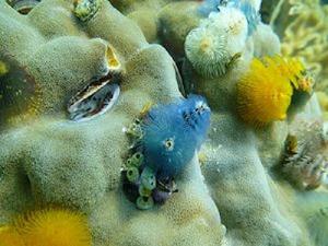 Tree Worms on Massive Porities.