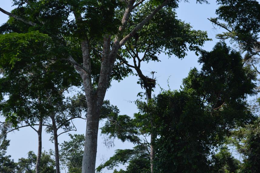 Chimpanzee nesting.