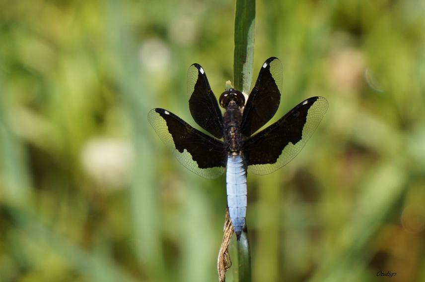 Dragonfly, Deceptive Widow.