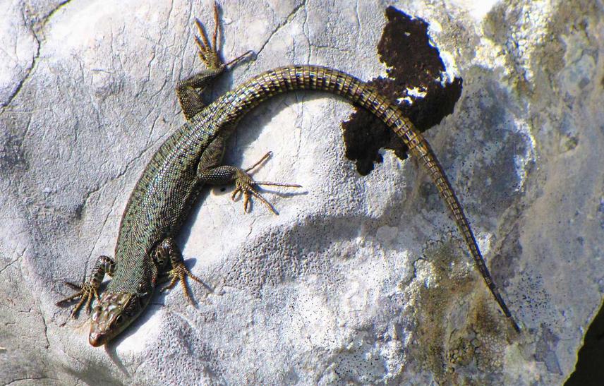 Prokletije rock lizard from Kastrat katun.