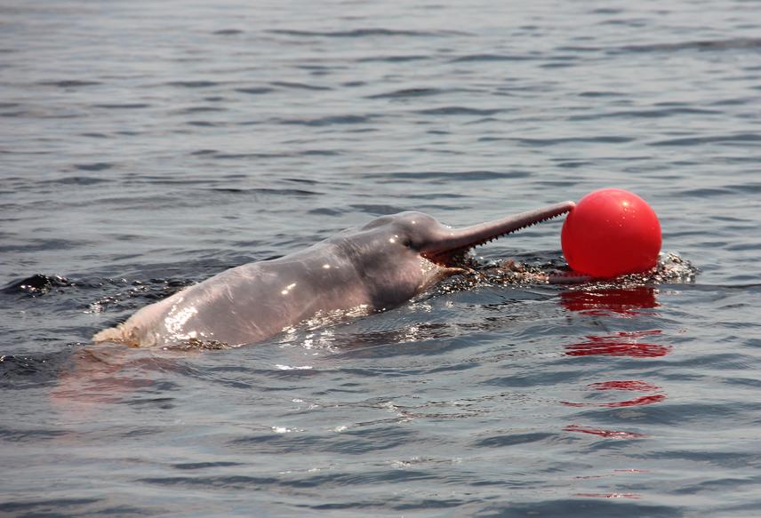 Dolphins having fun with the ball.