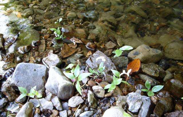 Piresiella strephioides, endemicand threatened from riparian forest.