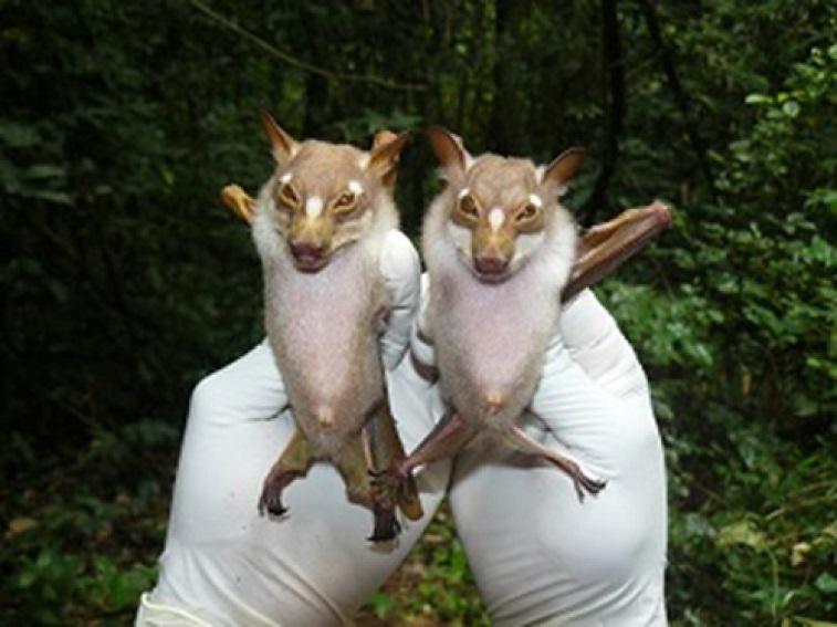 Scotonycteris spp - whose identity currently fit any morphometric measurement and are currently being explored genetically by our colloborators from Germany