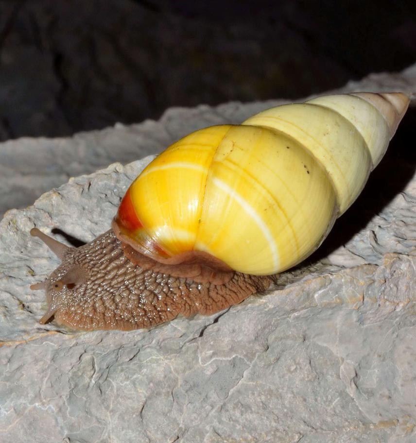 Liguus flamellus in Mogote El Valle, an endemic land snail from Sierra de los Órganos
