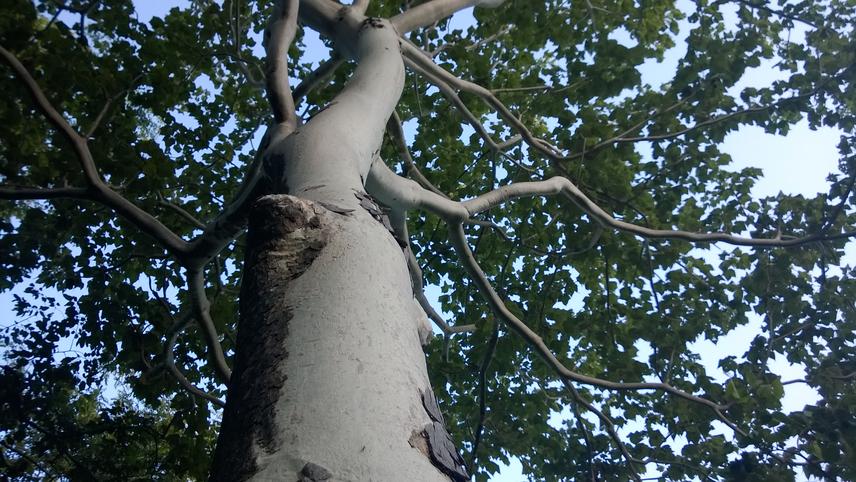 S.quinqueloba tree.